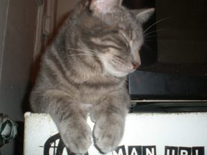 OLYMPUS DIGITAL CAMERA